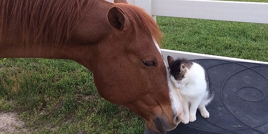Невероятная дружба лошади Дакоты и кошки Снаппи