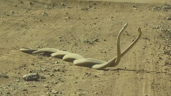 Когда ругаются две черные ядовитые мамбы