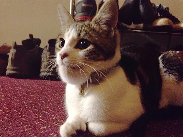3. Were you nagging too much you lil cat?