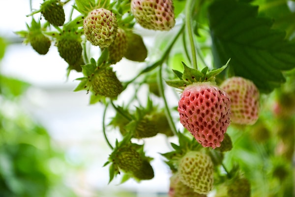 14. Даже клубника воплотила в себе пугающий вид для обладателей этой фобии.