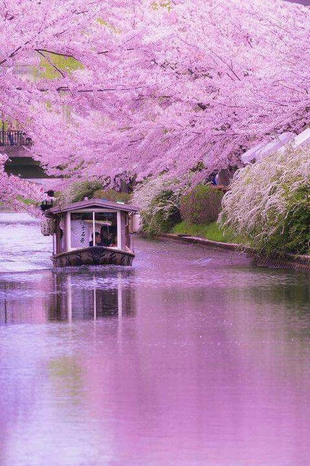 1. Cherry Blossoms in Kyoto, Japan