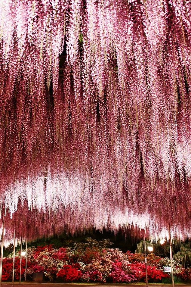 4. Wisteria flower shower at Ashikaga Flower Park, Tochigi, Japan