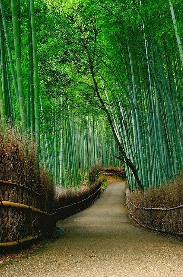 8. Arashiyama, Kyoto, Japan