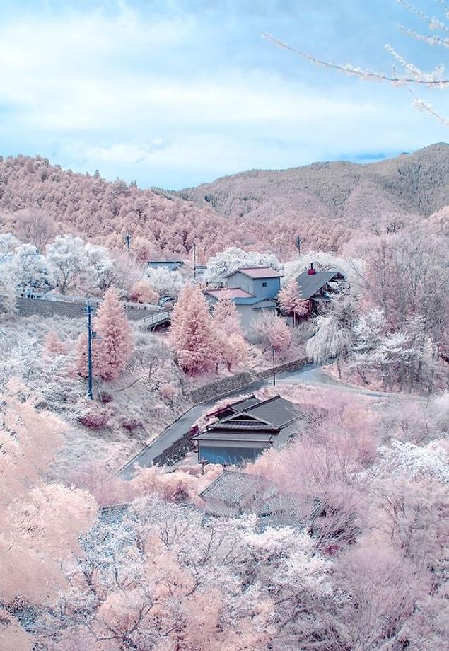9. Cherry blossoms in Nara, Japan
