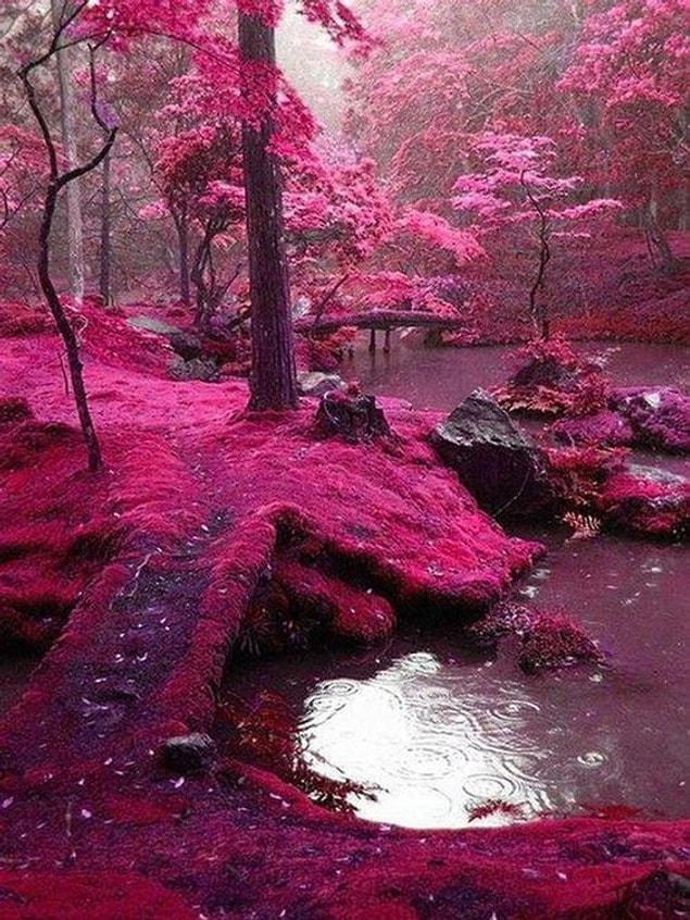 12. The garden of Saiho Ji in Kyoto, Japan
