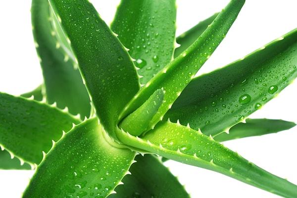 5. Aloe vera, vücut üzerinde dengeleyici etki yaratan bir bitkidir.