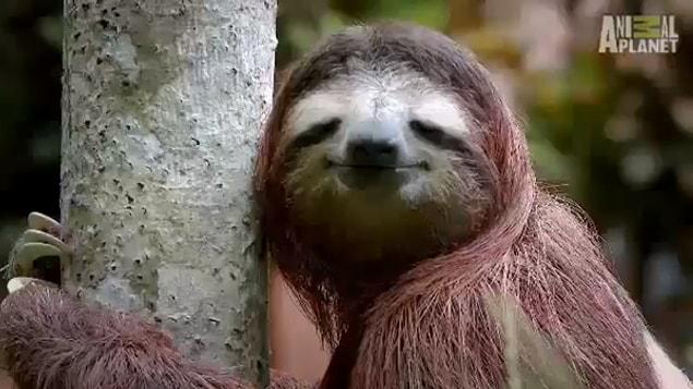 4. “Sloths," who are named after the capital sin of sloth because they’re slow and lazy, poop once a week. They may even go up to a month.