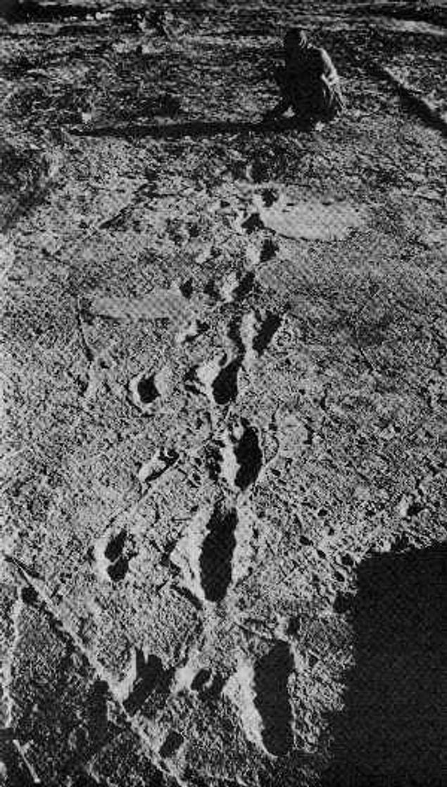 13. The 3.5 million year old Laetoli footprints were discovered by paleoanthropologist Andrew Hill and his colleague when he dove into the ground during an elephant dung fight.