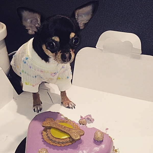 2. Лазарев показал журналистам несколько тортов, разрезав их. Актер и певец объяснил, что все десерты не содержат сахара: так что такие вкусности абсолютно безопасны для здоровья животных.