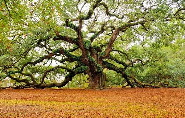 9. Bir ağacın ortalama olarak %99'u ölü hücrelerden oluşur.