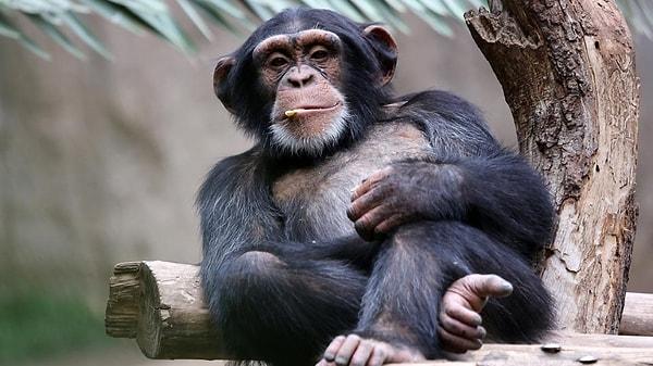 10. Şempanzelerle yaklaşık aynı sayıda kılı vücudumuzda barındırmaktayız.