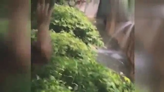 В США ребенок упал в вольер с гориллой