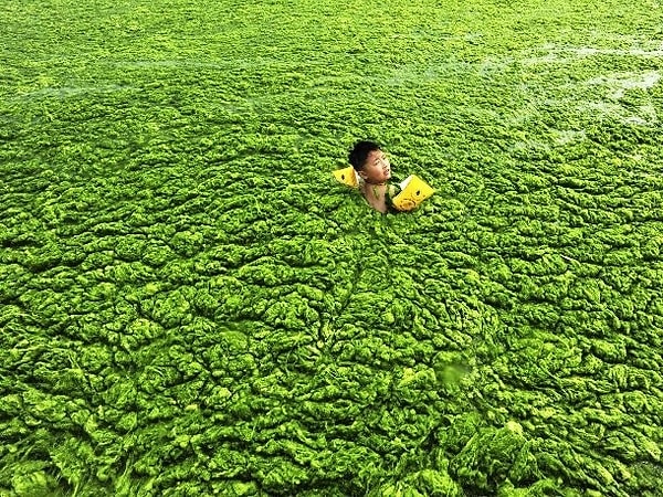 5. Мальчик плавает в воде, заполненной водорослями, у побережья Циндао