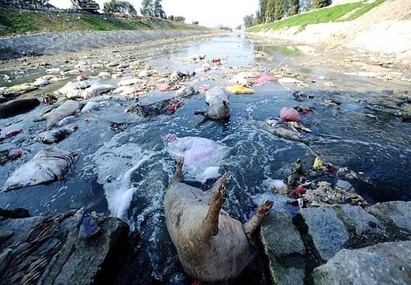 22. Тысячи мертвых свиней были найдены в реке Хуанпуцзян
