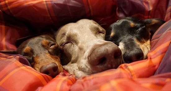 Харлоу, Индиана и Риз: четырехлапые звезды интернета