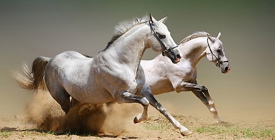 17 Özlü Sözle Bir At İle Kurulabilecek Bağın Dünyanın En Benzersiz Şeylerinden Biri Olması