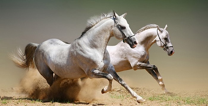 17 Özlü Sözle Bir At İle Kurulabilecek Bağın Dünyanın En Benzersiz Şeylerinden Biri Olması