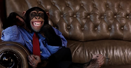 Все о диванах. Как правильно выбрать и какой купить