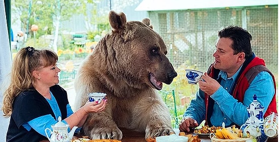 Русская семья приютила у себя дружелюбного медведя Степана