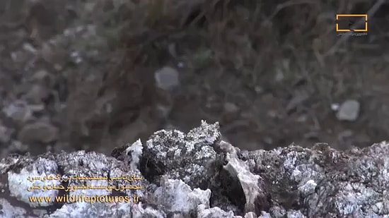 Bu Yılana Bayılacaksınız! Avını Örümcek Taklidi Yaparak Yakalayan Dünyanın En Zeki Yılanı