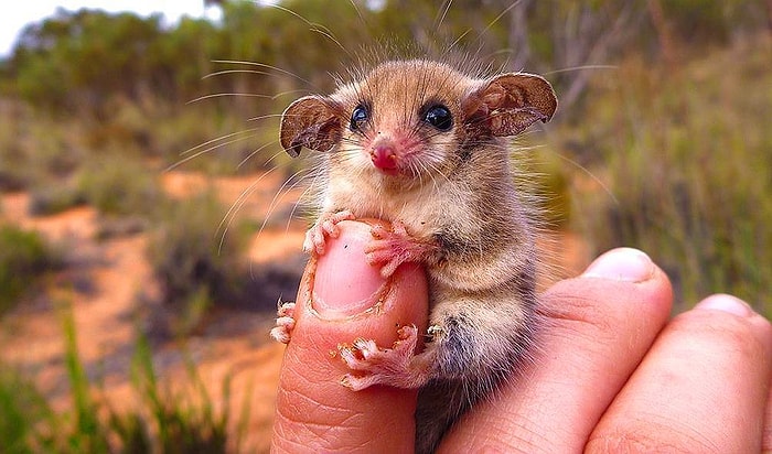 Parmak Ucu Kadar Boyutlarına Ters Oranda Sevimlilik Sahibi Olan 18 Minnak Hayvan