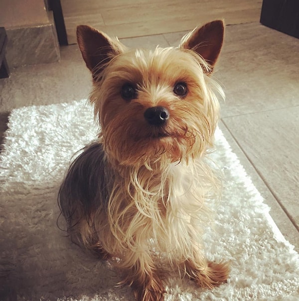 1. Этот милый маленький комочек шерсти, что вы видите здесь – йоркширский терьер, и это худшее, что может случиться с вами