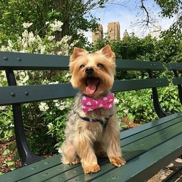 9. Они более фотогеничны, чем вы