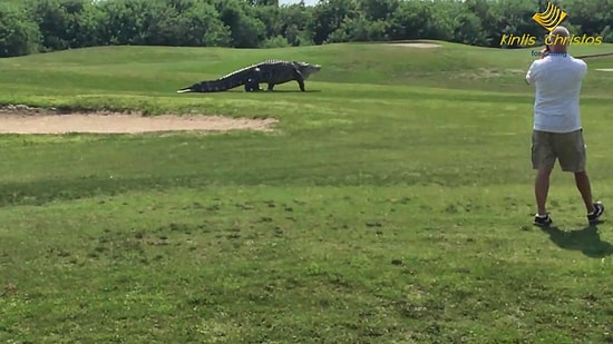 Golf Sahasında Ortaya Çıkan Dev Timsah Şaşırttı!