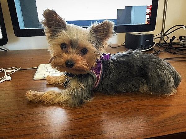 11. Даже когда вы не можете уснуть, у вас болит спина, вы устали и у вас все болит… они чувствуют себя комфортно, где бы ни находились