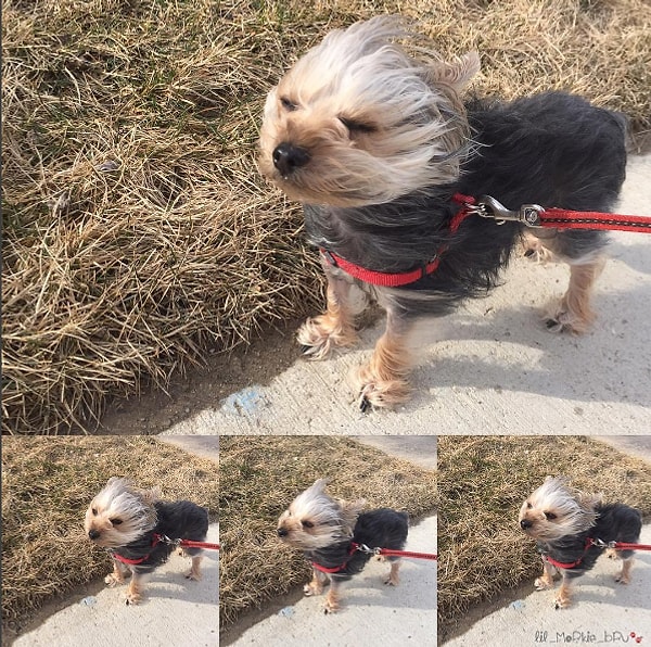 15. Они выглядят смешно в ветреную погоду