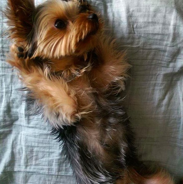 19. Когда-нибудь чесали им пузико? На это уйдет большая часть вашего дня