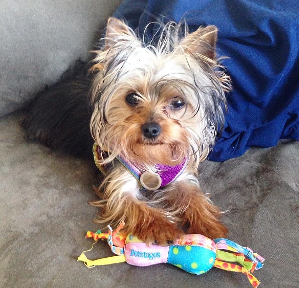 21. Не заводите йорка, если не хотите получить верного друга, который будет рядом, когда вам грустно, который сделает вас счастливым до конца ваших дней