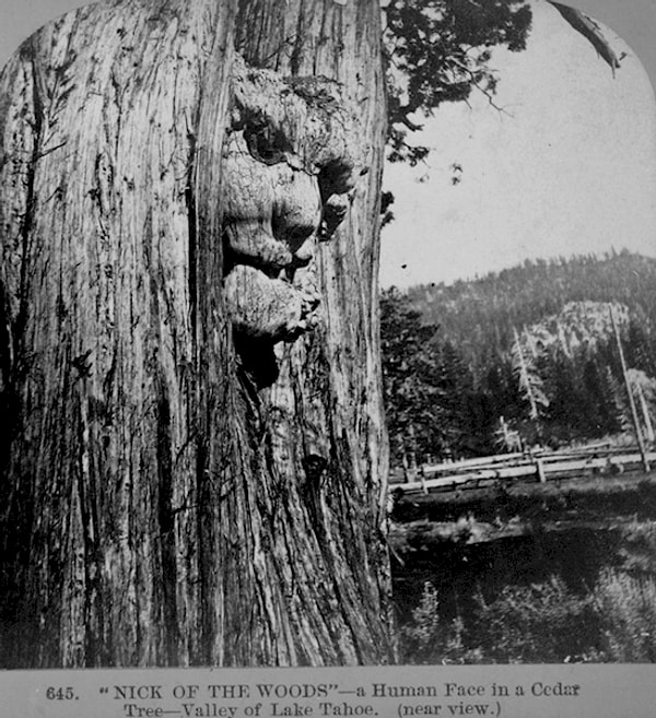 5. Дерево-человек? Человек-дерево? Что это?