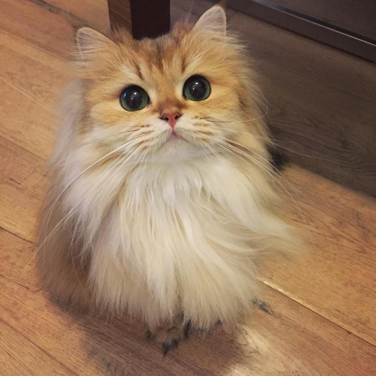 Порода самой милой кошки. Персидская длинношерстная кошка Джуно. Британская длинношерстная кошка смузи. Пушистый котик. Очень пушистая кошка.