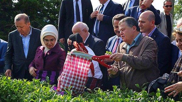 Erdoğan yüksek yargı başkanlarıyla Rize'de çay toplamıştı