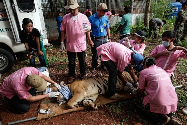 3. В понедельник специалисты по охране дикой природы начали вывозить тигров из монастыря.