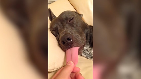 Спящие кошки и собаки, милее и забавнее которых нет на свете