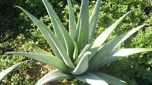 2. According to "The Journal of Environmental Science and Health," Aloe vera has also antibacterial effects.