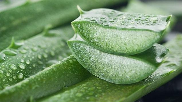 4. Aloe vera is also rich in aminoacids and fatty acids.
