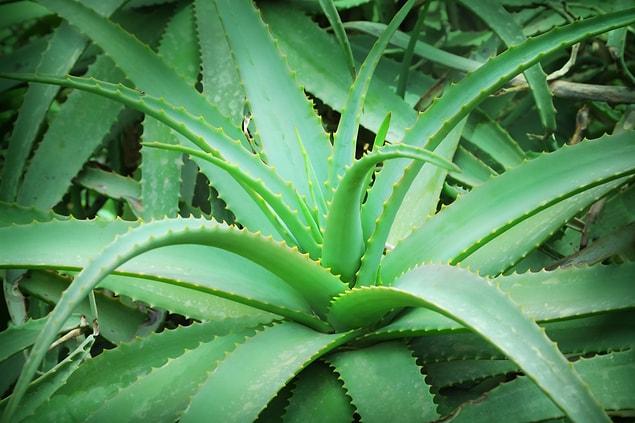 7. Aloe vera is helps cleansing the toxic matter around your body.