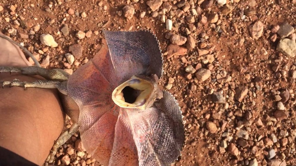Onları Hiç Bu Kadar Öfkeli Görmediniz: Fotoğrafını Çekmek İsteyen Adama Saldıran Kertenkele