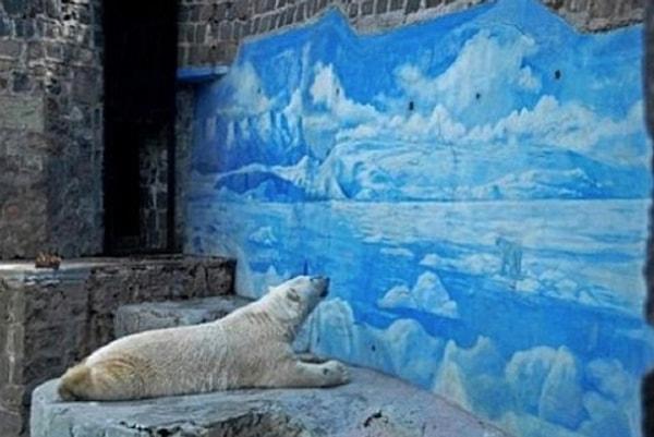 Adı üzerinde, kutuplarda yaşayan bir kutup ayısının sıcak iklimli bir ülkenin hayvanat bahçesinde işi ne?!