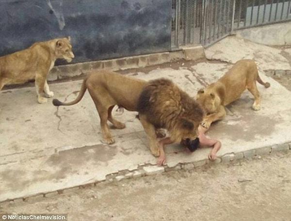 Geçtiğimiz ay içerisinde intihar etmek için aslanların kafesine giren adamı kurtarmak için iki yetişkin aslan vuruldu.