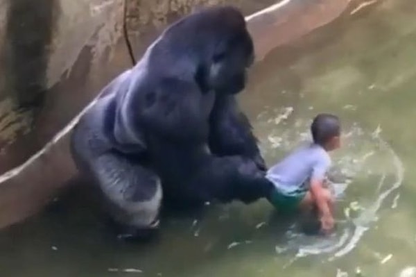 Daha önceki haftalarda ise hayvanat bahçesinde kafesin içine bir çocuk düştüğü için bir gorilin öldürülmesi haberini aldık. Bu goril de türünün son örneklerindendi...