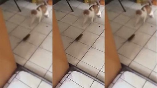 Том и Джерри: мышь выгоняет из дома кота