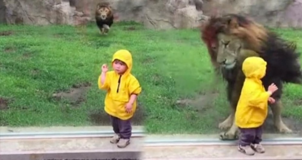 Japonya'da İki Yaşındaki Çocuğa Saldıran Aslan