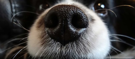 16 примеров, позволяющих нам постичь собачью логику