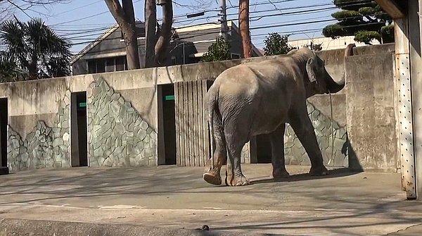 Geçtiğimiz günlerde Hanako, hayvanat bahçesinin çalışanları tarafından yere düşmüş hâlde bulundu ve hemen kaldırılmaya çalışıldı.
