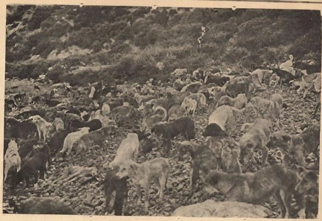 Hayırsız Ada faciası memleketimizin gördüğü en insafsız köpek katliamıdır. Başlangıcı 3 Haziran 1910'dur.
