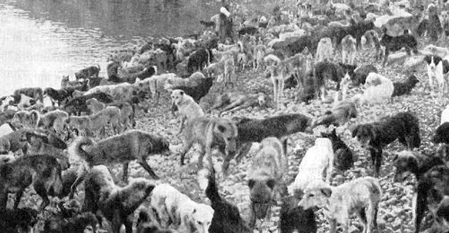 Bizim geleneğimizde sokak köpekleri şehrin sakinleridir. Onlar 1910'a kadar İstanbul’da kendi sokaklarında bakılarak bizimle beraber yaşadılar.